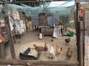 Article : B&eacute;nin : l&rsquo;usage abusif des antibiotiques en aviculture acc&eacute;l&egrave;re la r&eacute;sistance anti microbienne