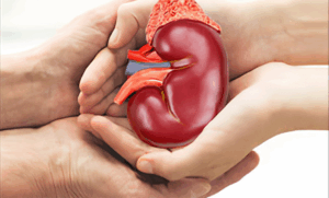 Article : Don de rein au B&eacute;nin : une acceptabilit&eacute; sociale en construction